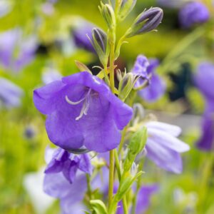 BIO Pfirsichblättrige Glockenblume - 3 Stück
