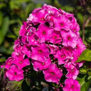 BIO Phlox paniculata Rot - 3 Stück
