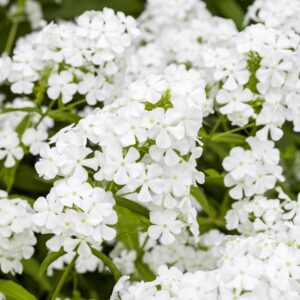 BIO Phlox paniculata Weiß - 3 Stück
