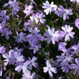 BIO Polsterphlox 'Emerald Cushion Blue' - 3 Stück