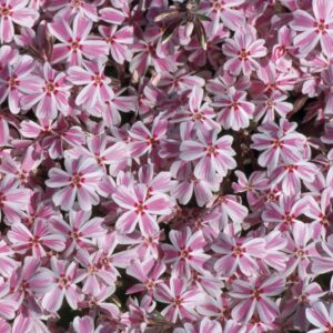 BIO Polsterphlox 'Kimono' - 3 Stück