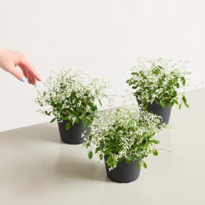 Zauberschnee 'Diamond Frost' - 3 Stück