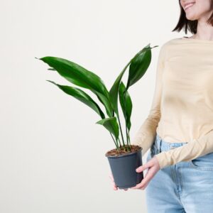 Schusterpalme 'Elatior' S