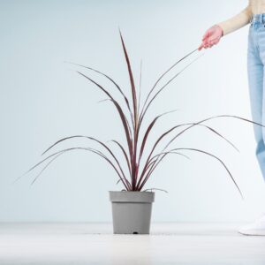 Keulenlilie 'Festival®Burgundy'