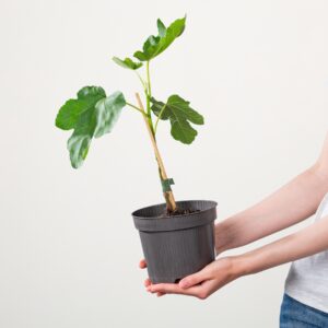 BIO Feige 'Gustissimo®Perratta®'