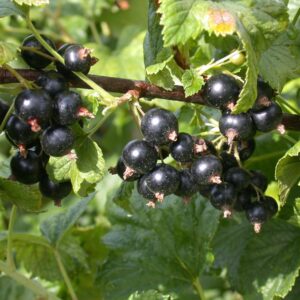 BIO Schwarze Johannisbeere 'Black Bells'