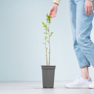 BIO Schwarze Maulbeere 'Mulle'