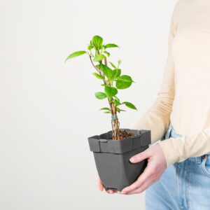 BIO Selbstfruchtende Mini-Kiwi 'Kiwibes'