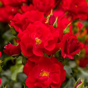 Bodendeckerrose 'Matador®'