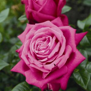Edelrose 'Senteur Royale®'
