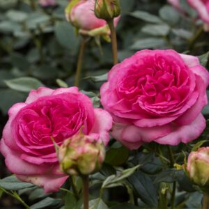 Edelrose 'Walzertraum®'