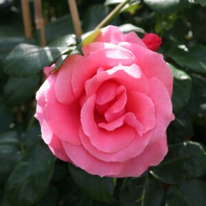 Kletterrose 'Lawinia®'