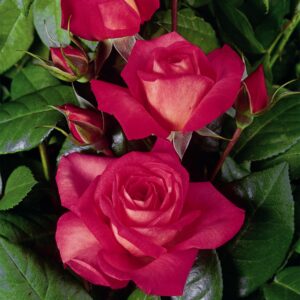 Kletterrose 'Shogun®'