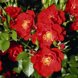 Strauchrose 'Paprika®'