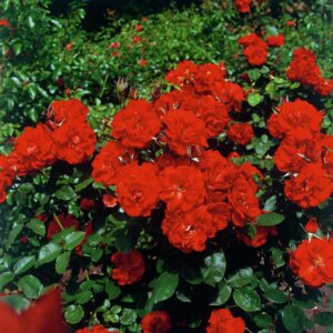 Strauchrose'Castella'