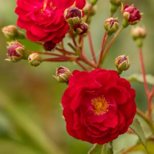 Zwerg-Kletterrose 'Startlet® Rose Lola'