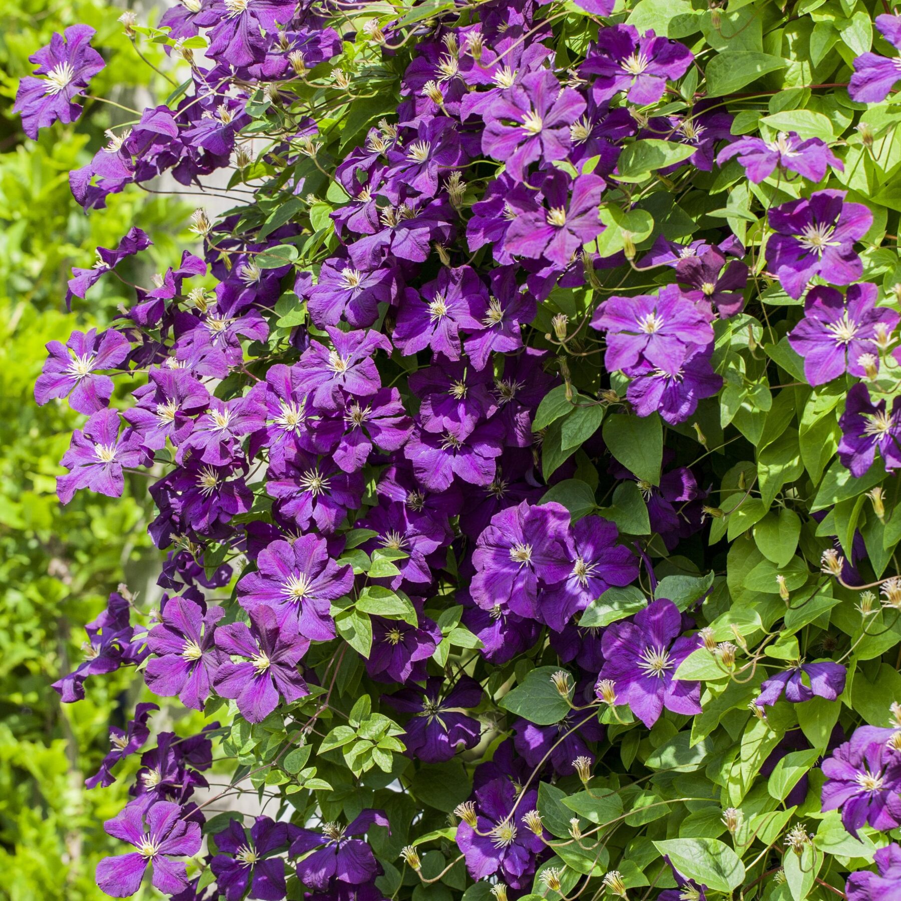 Clematis 'Elsa Späth'
