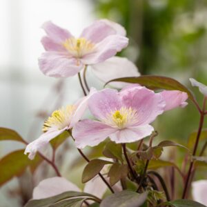 Clematis 'Mayleen'