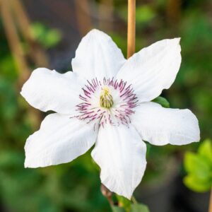 Clematis 'Miss Bateman'