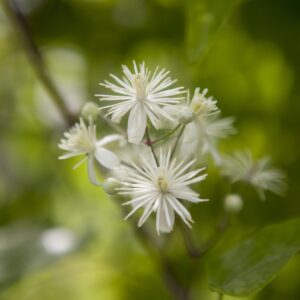 Clematis 'Vitalba'