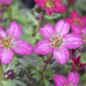 BIO Steinbrech Rosa - 3 Stück S
