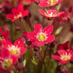 BIO Steinbrech Rot - 3 Stück S