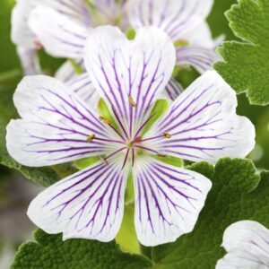 BIO Veränderlicher Storchschnabel - 3 Stück