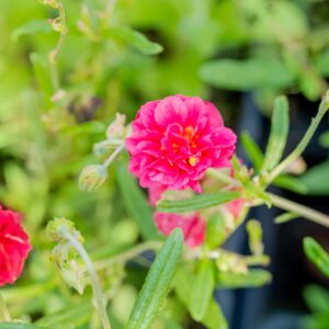 BIO Sonnenröschen 'Cerise Queen' - 3 Stück