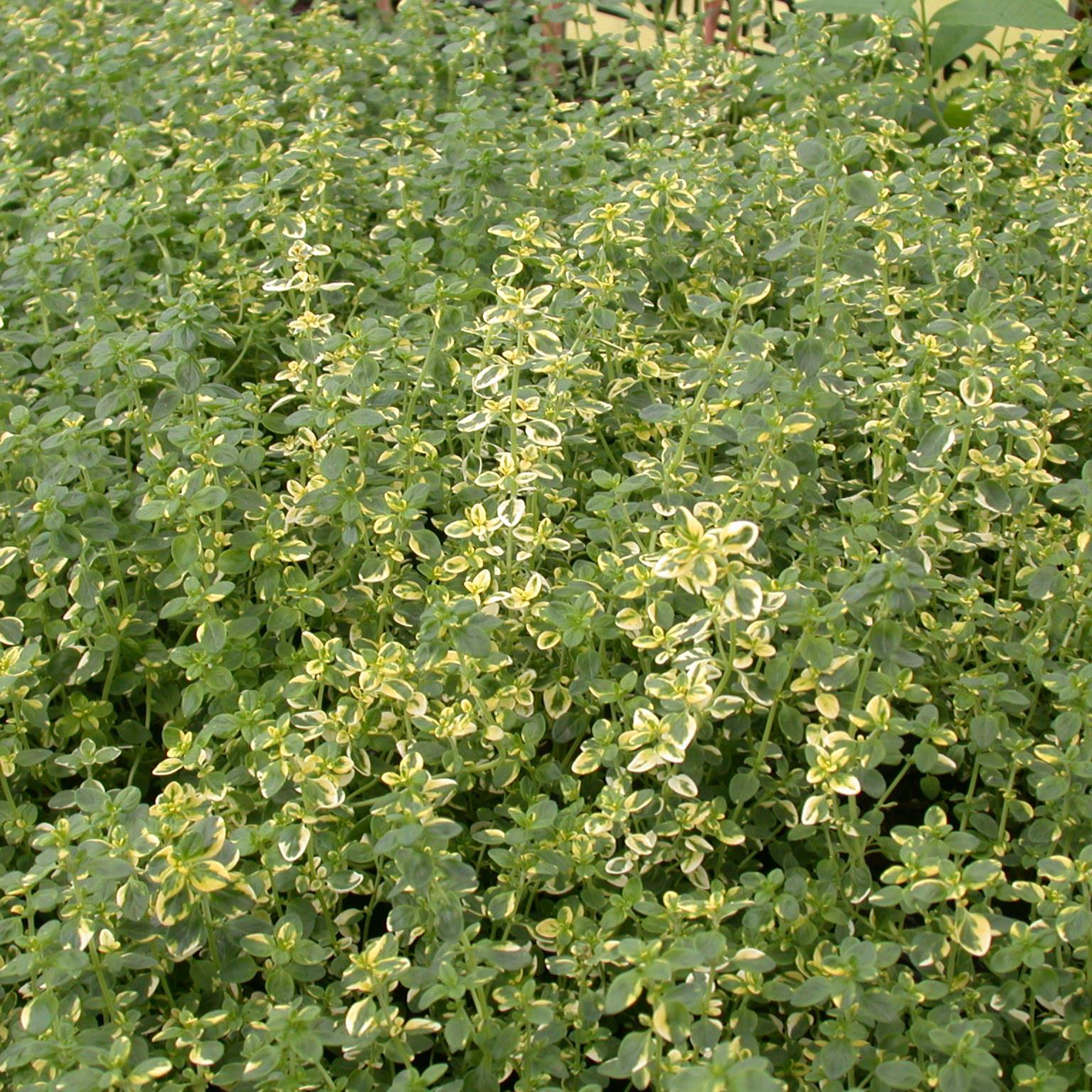 BIO Zitronen-Thymian 'Aureus' - 3 Stück