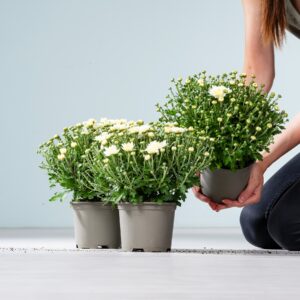 Weiße Chrysantheme 'Garden Mums' - 3 Stück