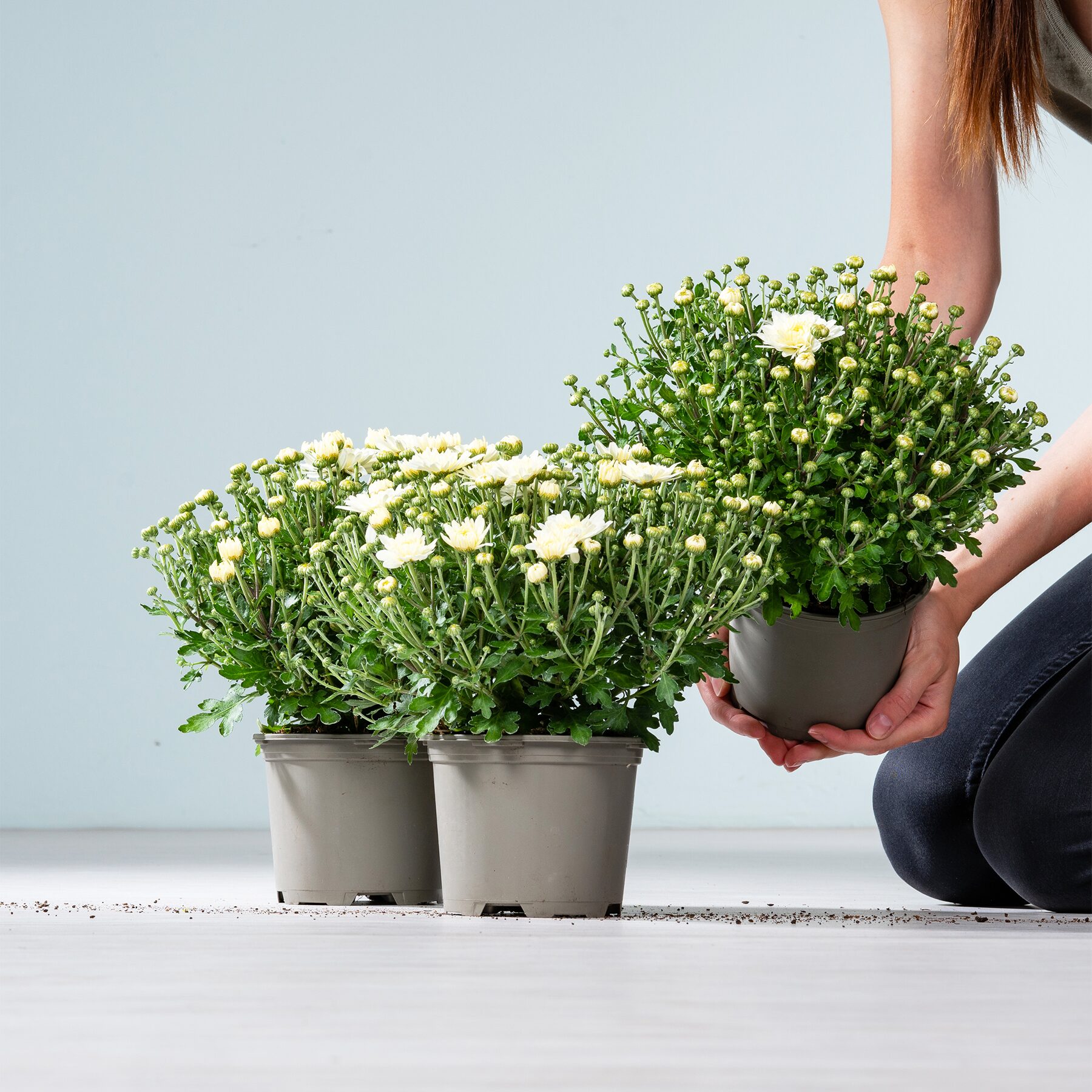 Weiße Chrysantheme 'Garden Mums' - 3 Stück