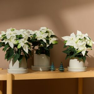 Weihnachtsstern 'Princettia' Weiß - 3 Stück