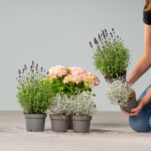 Balkon-Mix 'Hortensie & Lavendel & Stacheldraht' - 5 Stück