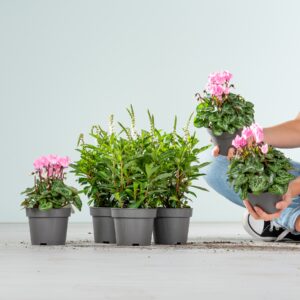 Schnee-Felberich & Alpenveilchen Rosa Mix - 6 Stück