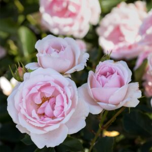 Rosen-Hochstamm 'Ballade' - 90 cm