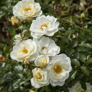 Rosen-Halbstamm 'Bienenweide®Ivory' - 60 cm