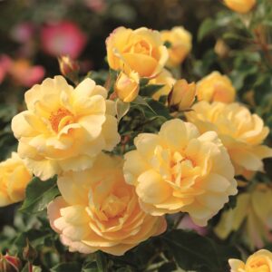 Rosen-Hochstamm 'Candela' - 90 cm