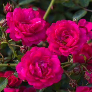 Rosen-Halbstamm 'Rody' - 60 cm