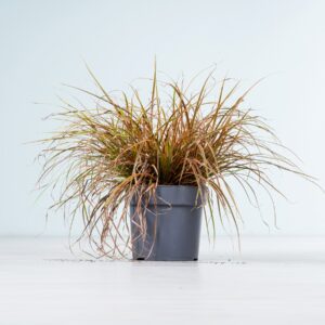 Mahagonigras 'Everflame' M