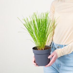 Segge 'Prairie Fire'
