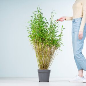 Gartenbambus 'Gigant Green'