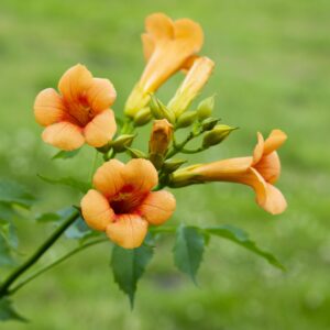 Trompetenblume 'Madame Galen'