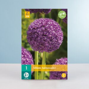 Allium 'Ambassador' - 1 Zwiebel