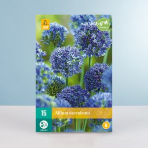 Allium 'Caeruleum' - 15 Zwiebeln