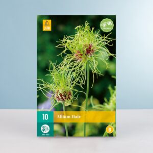 Allium 'Hair' - 10 Zwiebeln