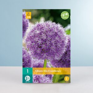 Allium 'His Excellency' - 1 Zwiebel
