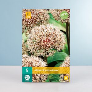Allium 'Karataviense' - 5 Zwiebeln