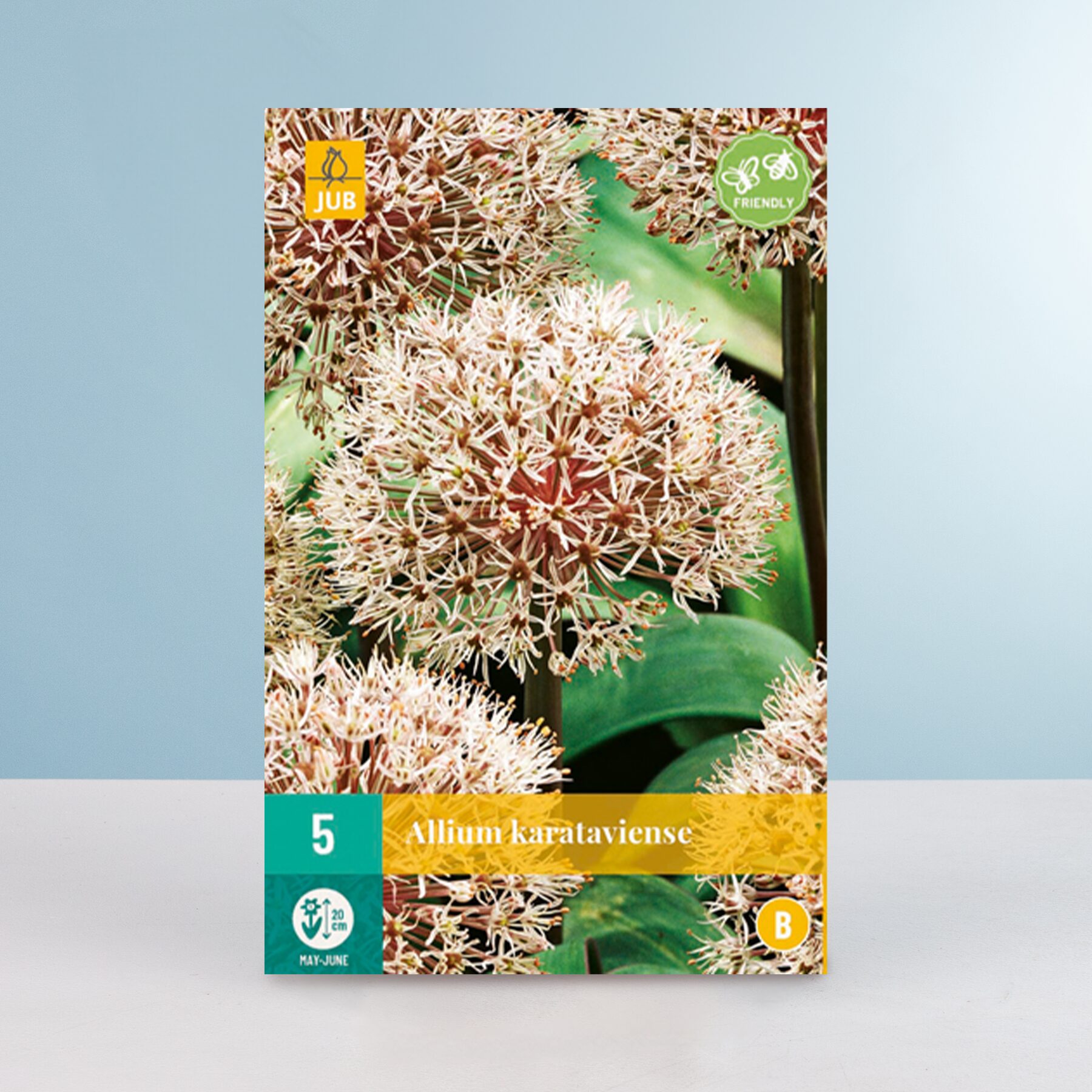 Allium 'Karataviense' - 5 Zwiebeln