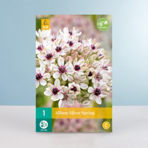 Allium 'Silver Spring' - 1 Zwiebel