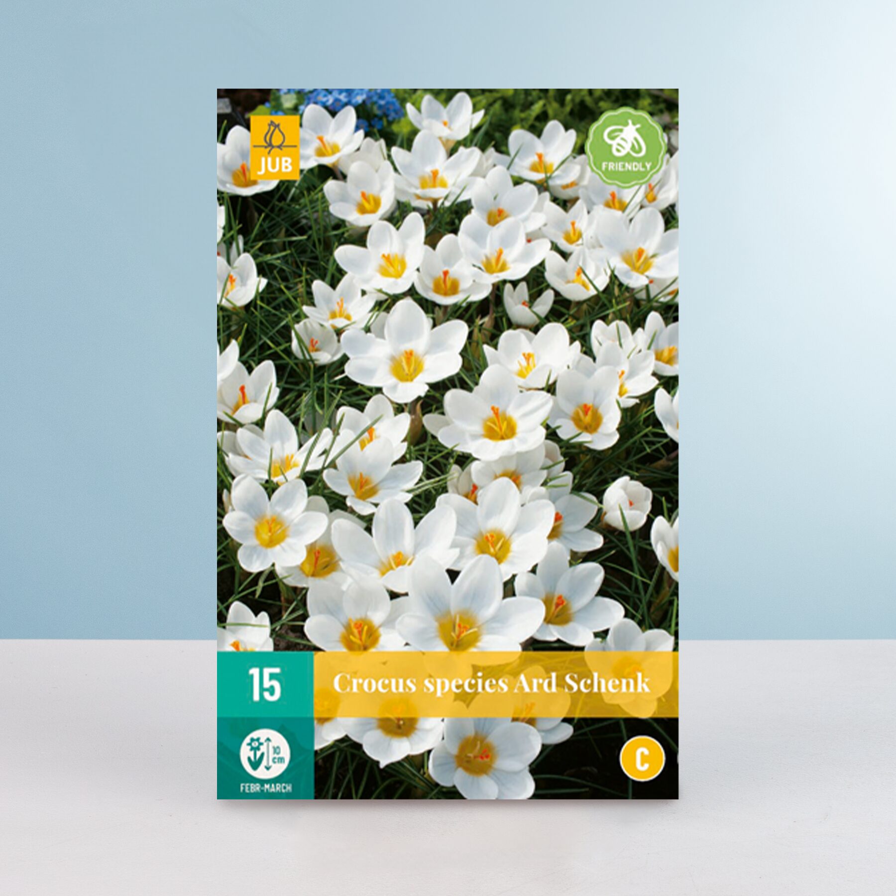 Botanischer Krokus 'Ard Schenk' - 15 Knollen – Bild 2